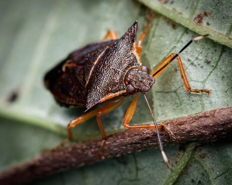 How to Get Rid of Chinch Bugs