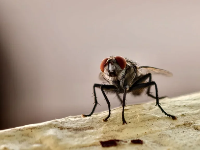 How to Get Rid of Flies in the House