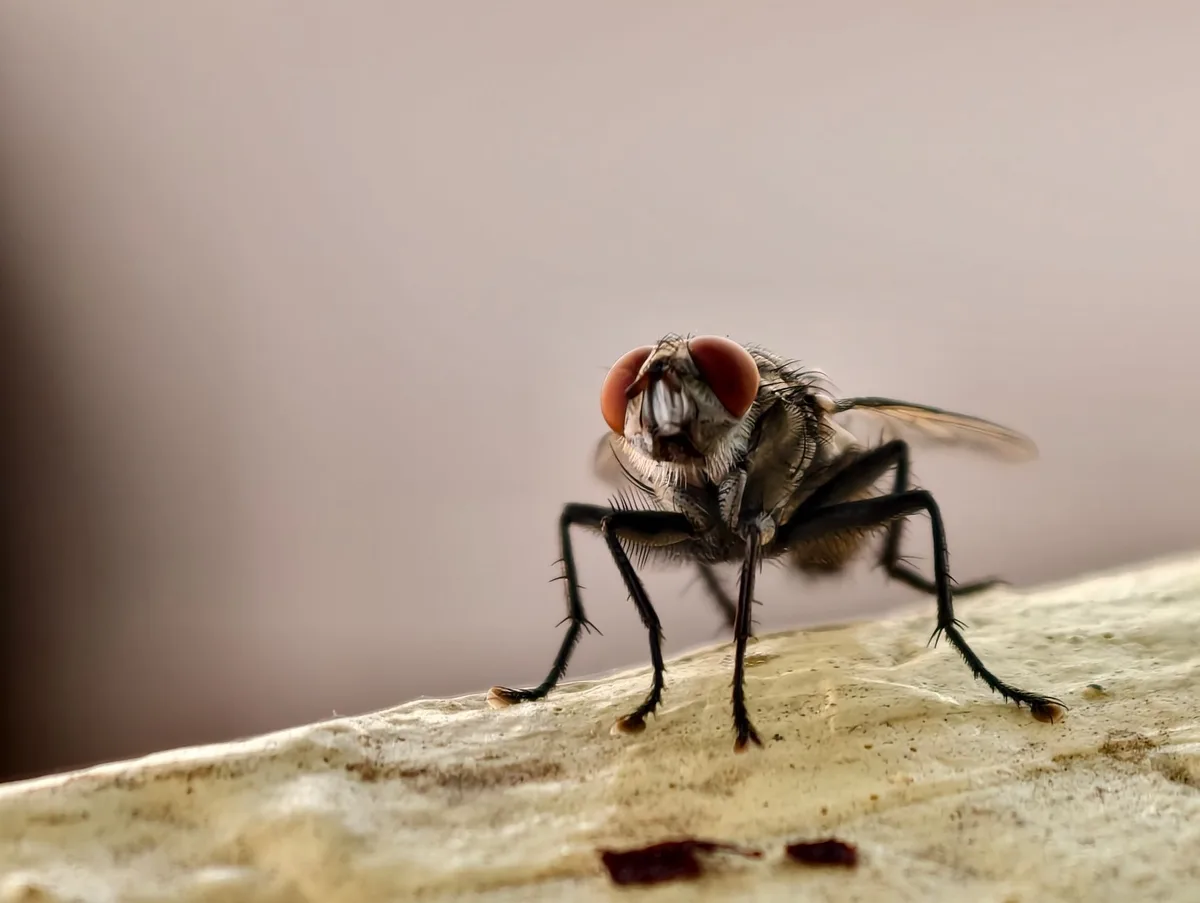 How to Get Rid of Flies in the House