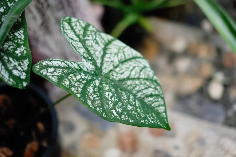 How to Get Rid of Mealybugs Naturally
