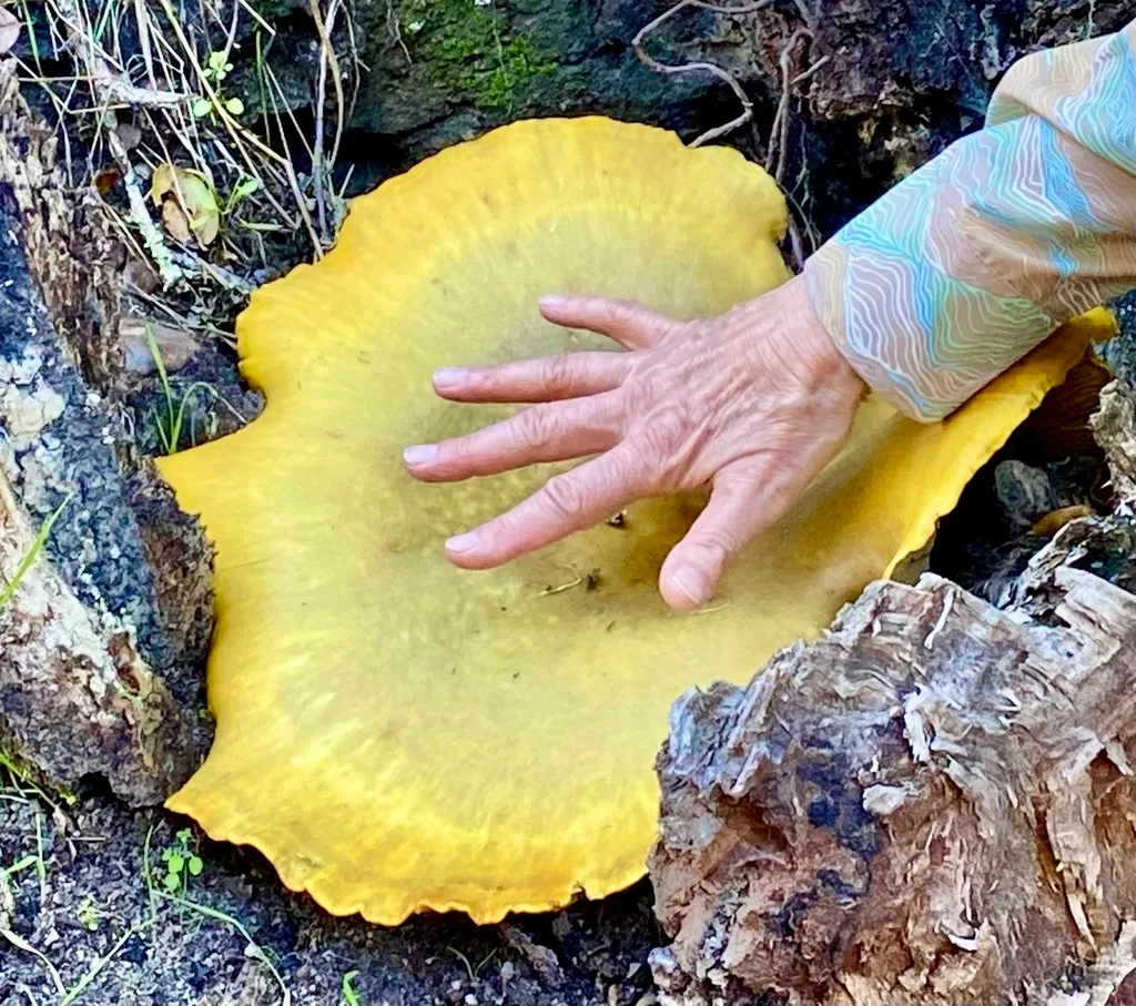 How to Get Rid of Scale Insects Naturally