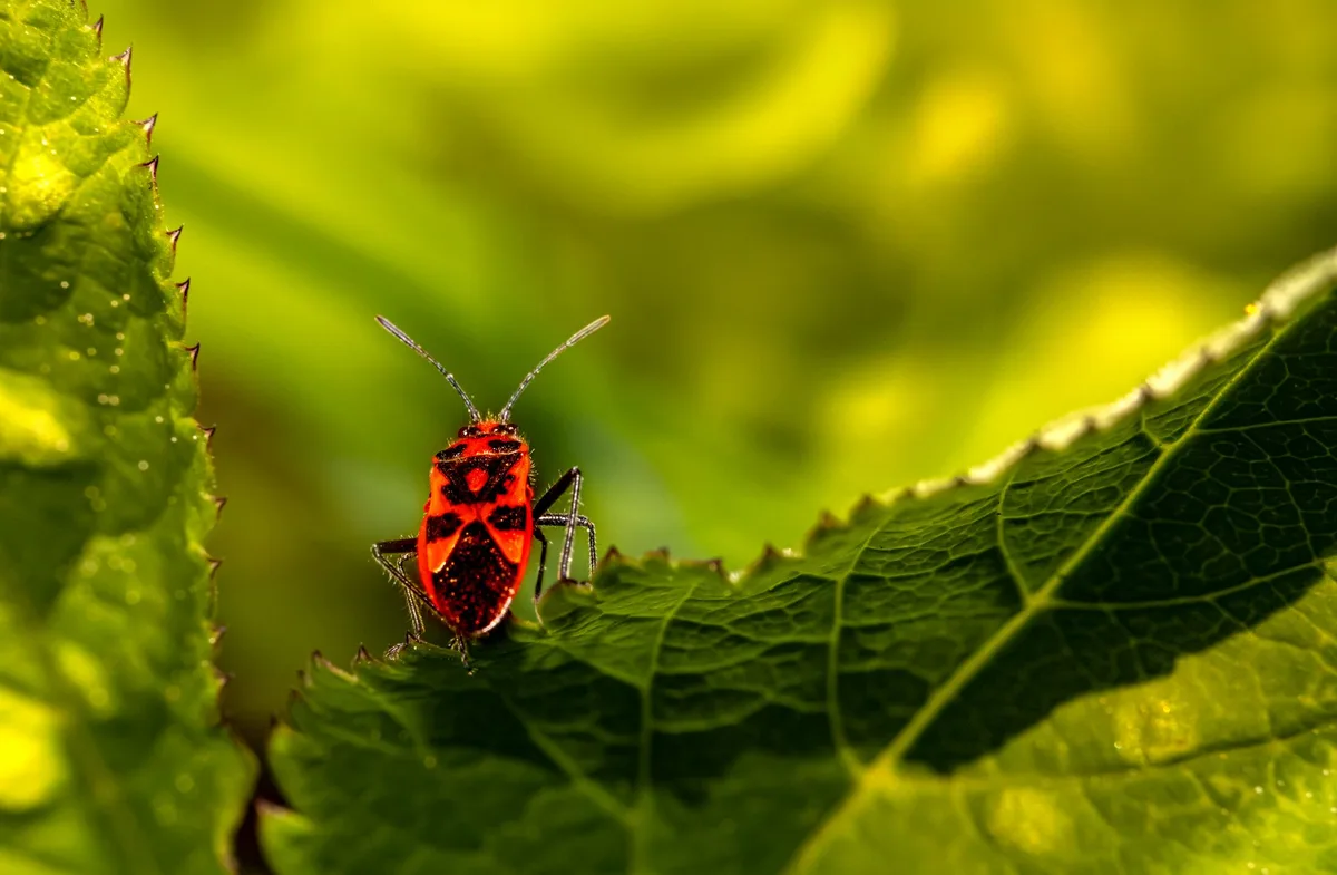 How to Get Rid of Squash Bugs