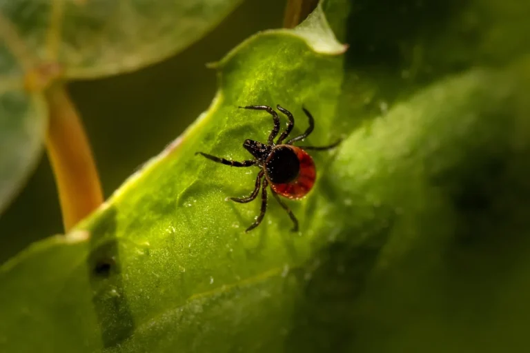 How to Get Rid of Ticks Outside