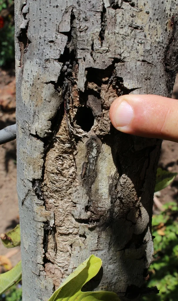 How to Get Rid of Tree Borers