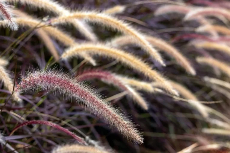 How to grass growth