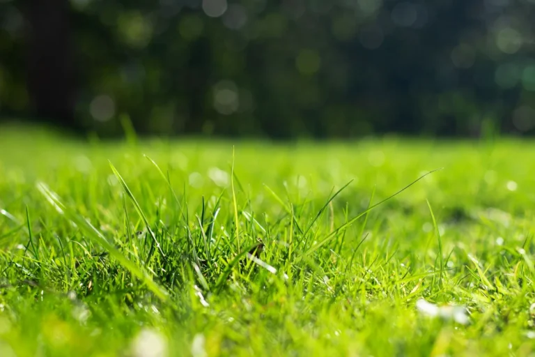 How to Grow Grass in Full Sun