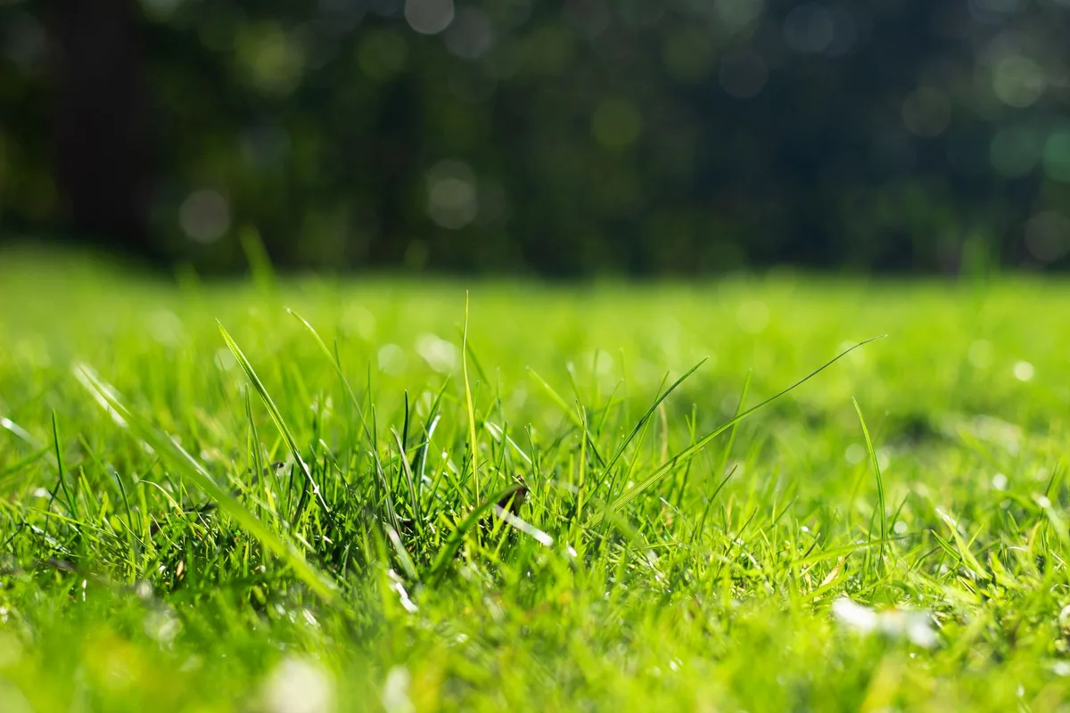 How to Grow Grass in Full Sun