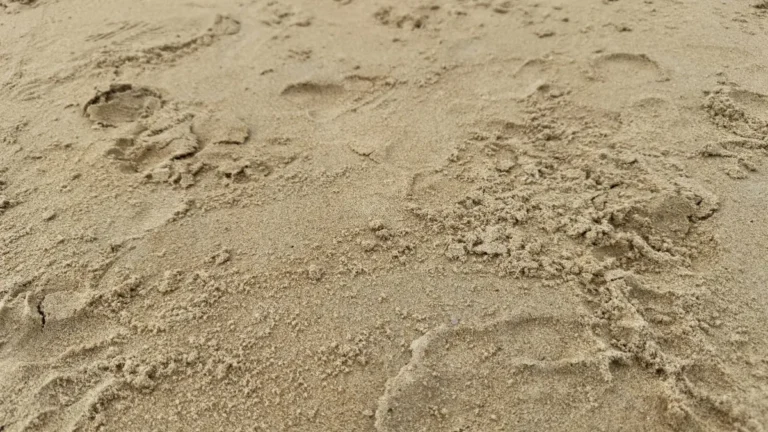 How to Grow Grass in Sandy Soil