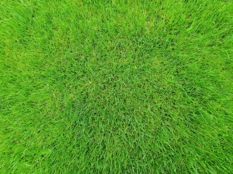 How to Identify Crabgrass