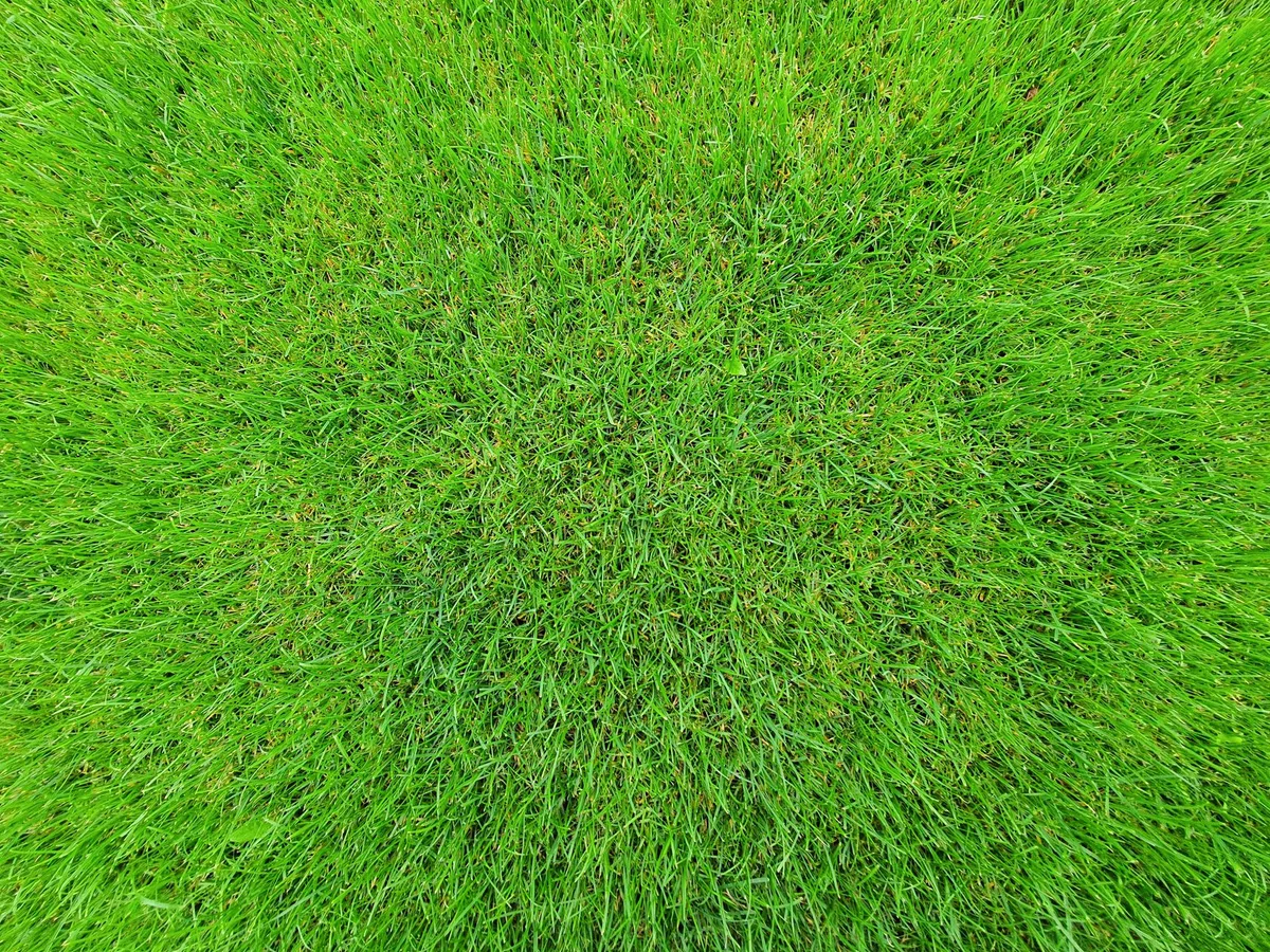 How to Identify Crabgrass