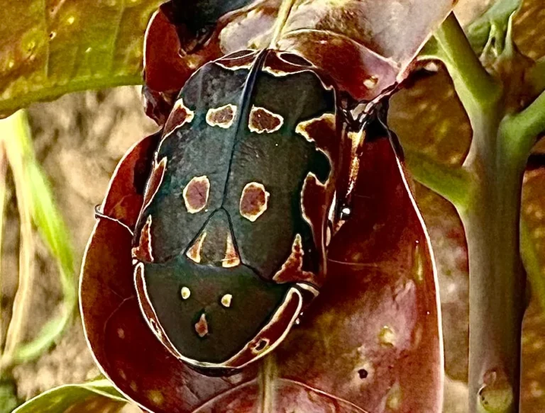 How to Identify Scale Insects