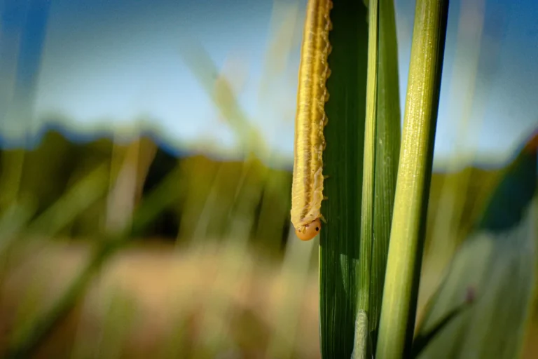 How to Identify Sod Webworms