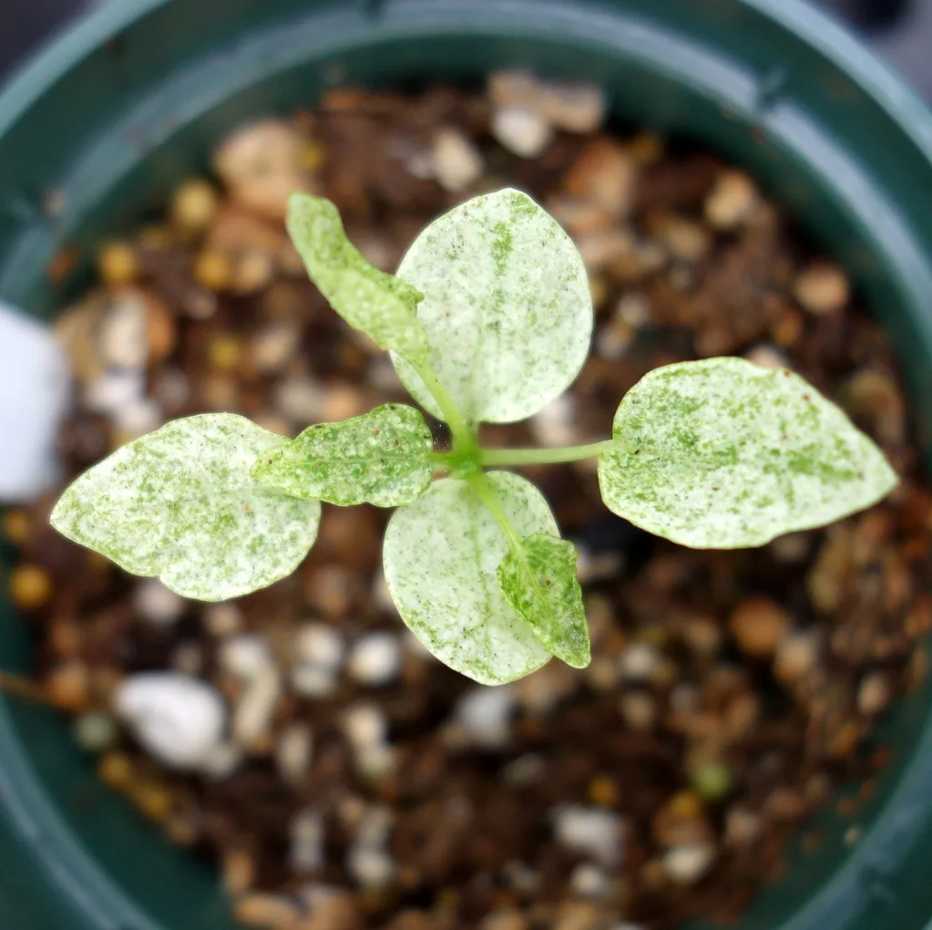 How to Identify Spider Mite Damage