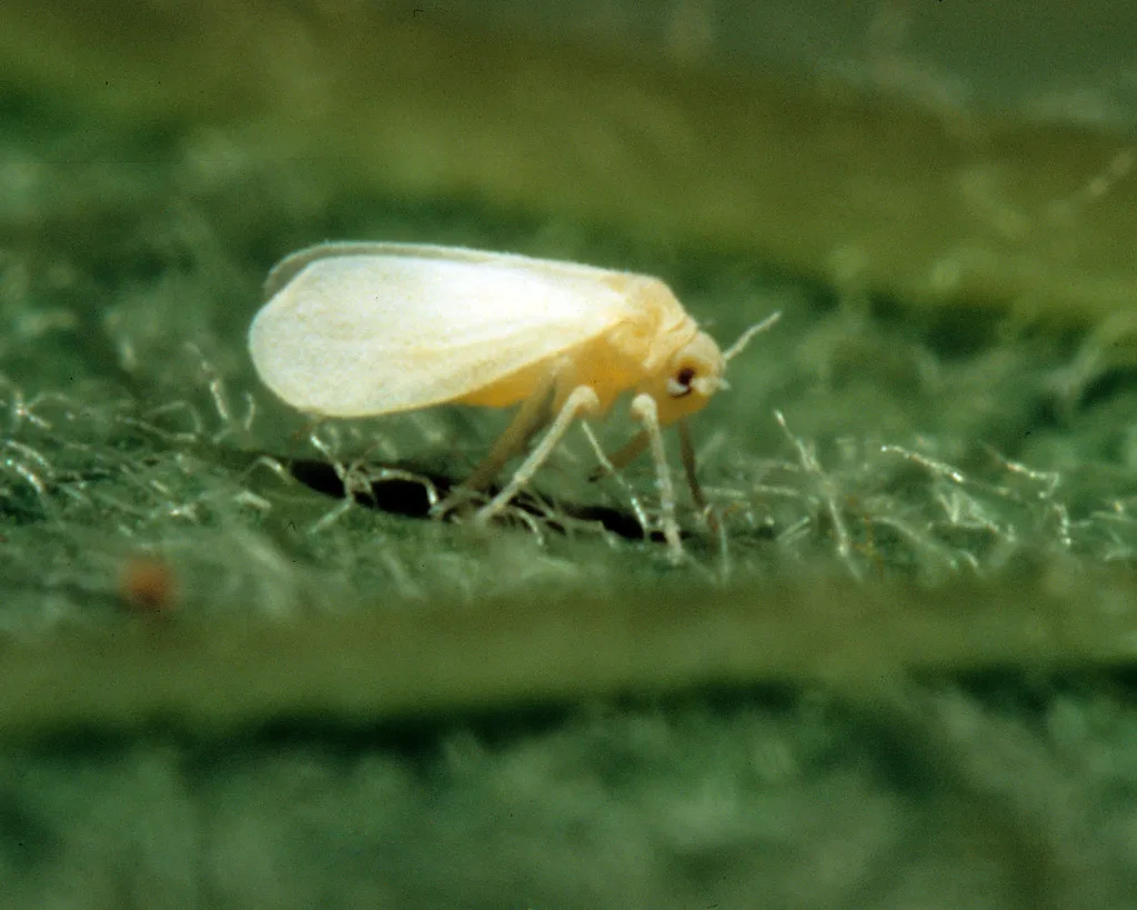 How to Identify Whitefly Damage