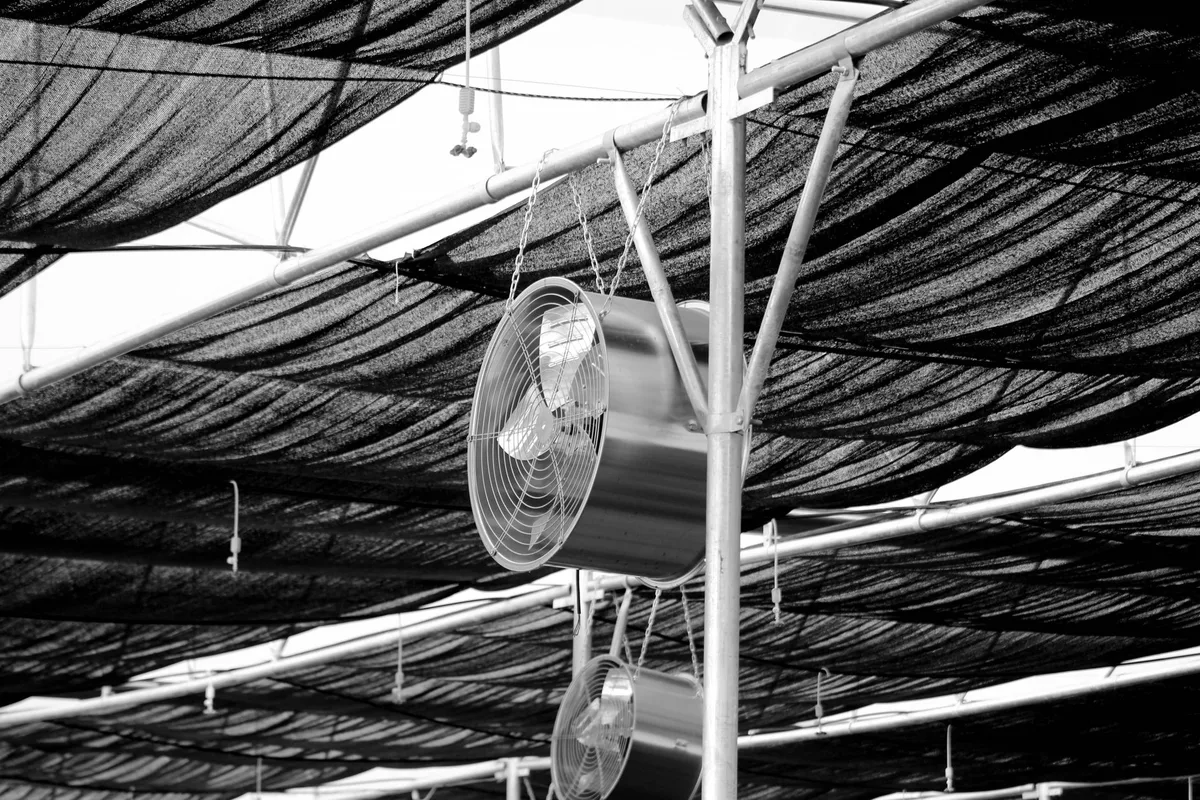 How to Improve Air Circulation Around Plants