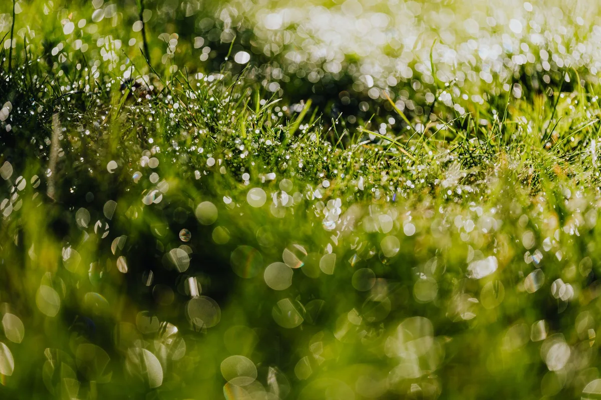 How to Improve Backyard Drainage