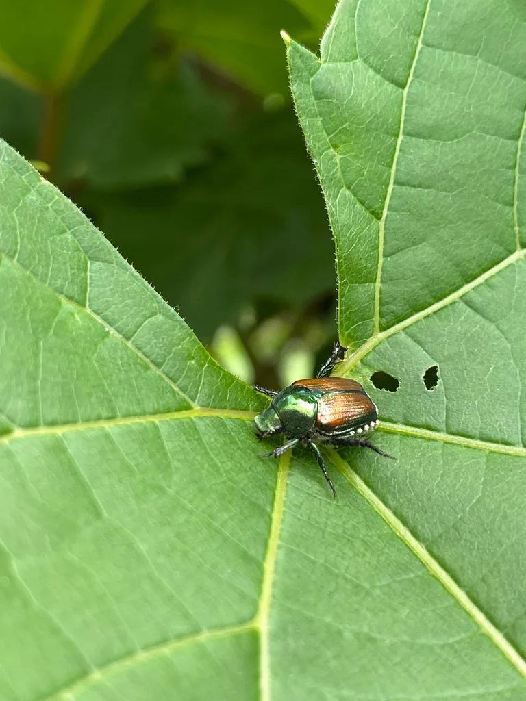How to Japanese beetles