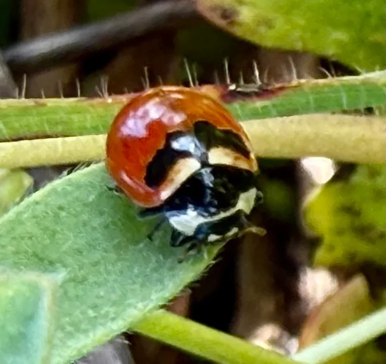 How to Keep Bugs Off Plants Naturally