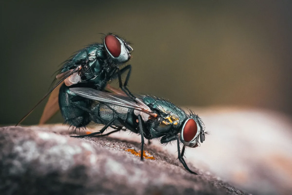 How to Keep Flies Away from Garbage
