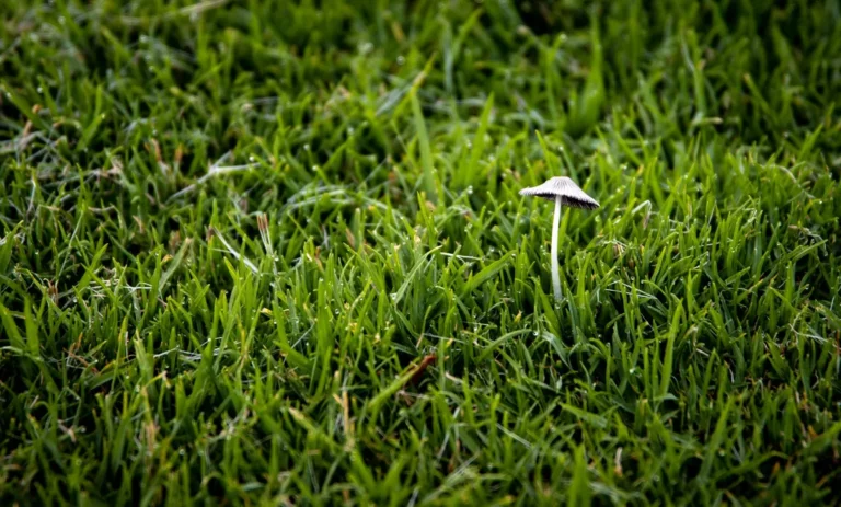 How to lawn fungus
