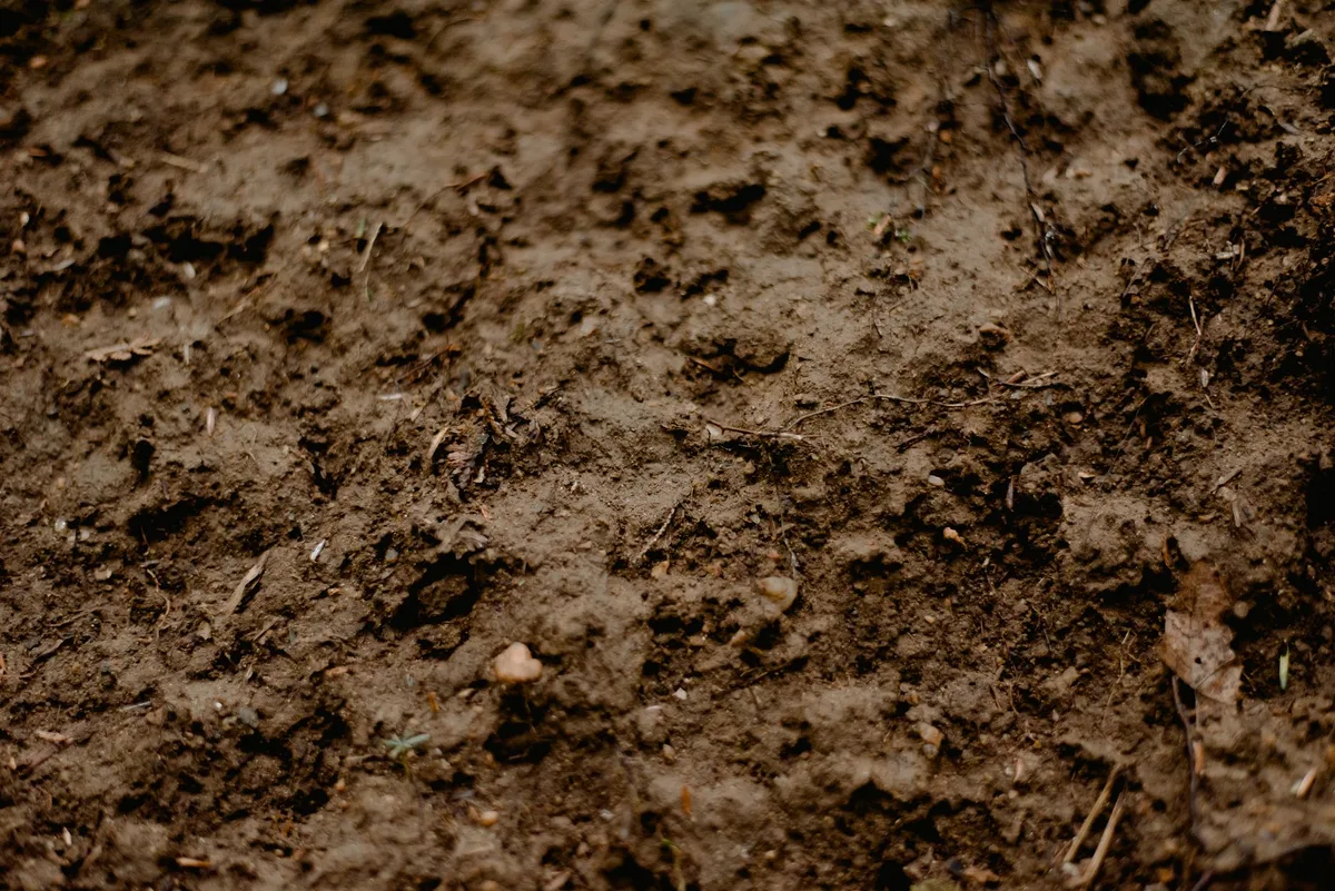 How to lawn grubs