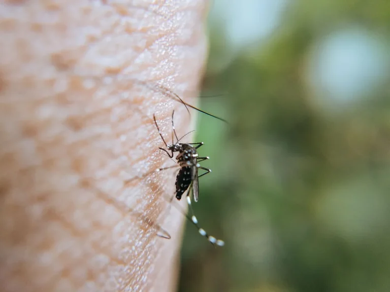 How to mosquito control