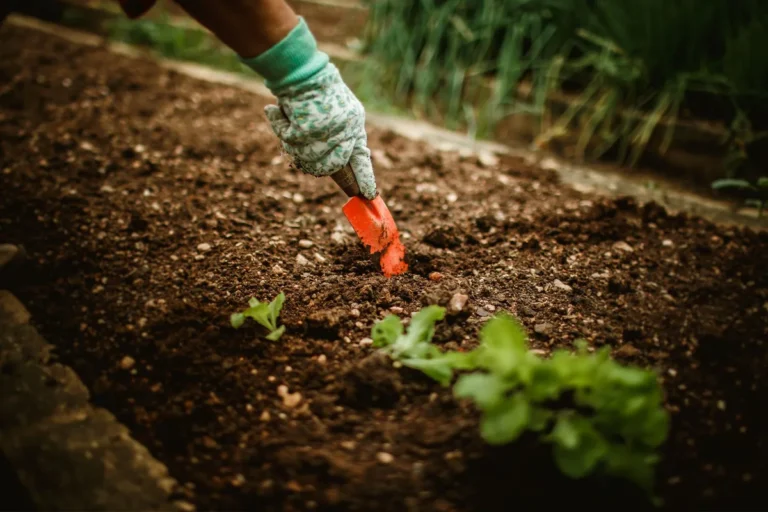 How to Prepare Soil for Planting