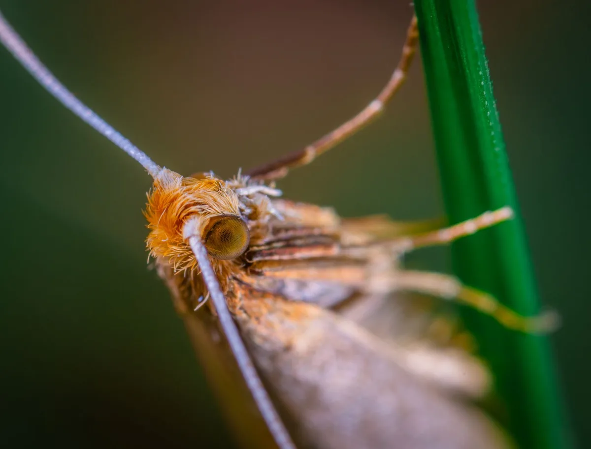 How to Prevent Clothes Moths