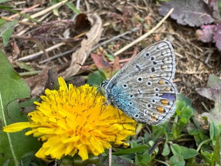 How to Prevent Dandelions