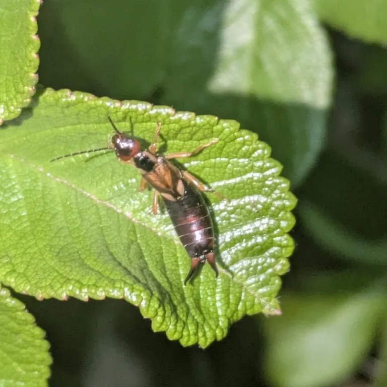 How to Prevent Earwigs in the Garden