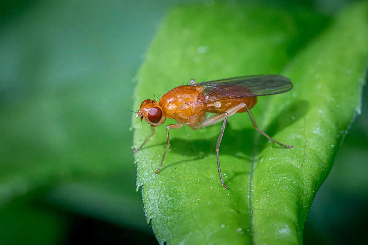 How to Prevent Fruit Flies in the Kitchen