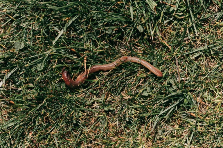 How to Prevent Grub Damage
