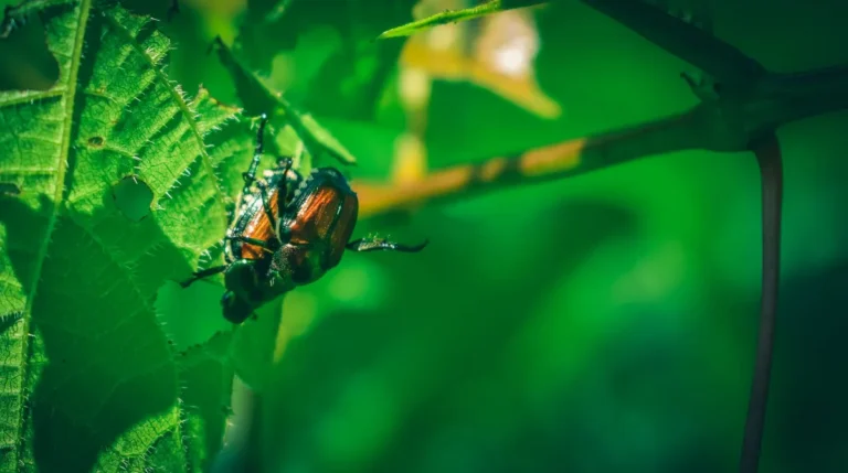 How to Prevent Japanese Beetles