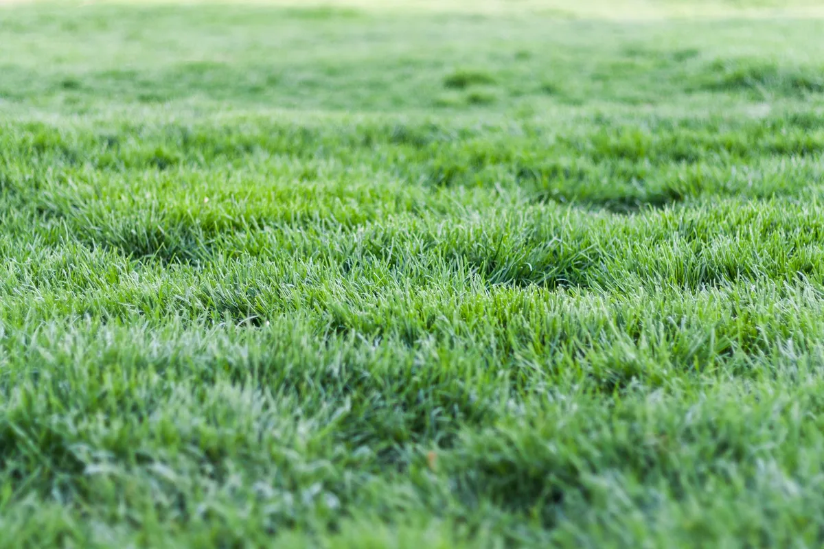How to Prevent Lawn Diseases