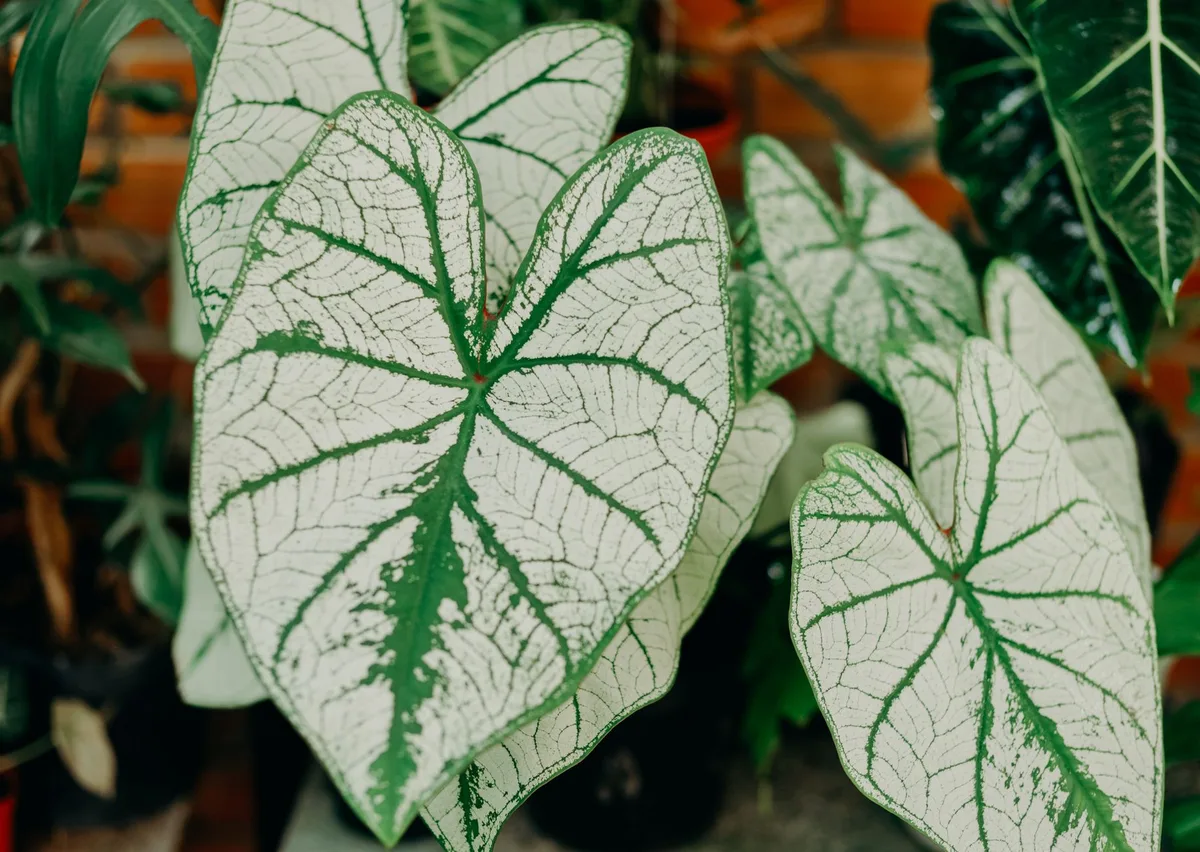 How to Prevent Mealybugs on Houseplants
