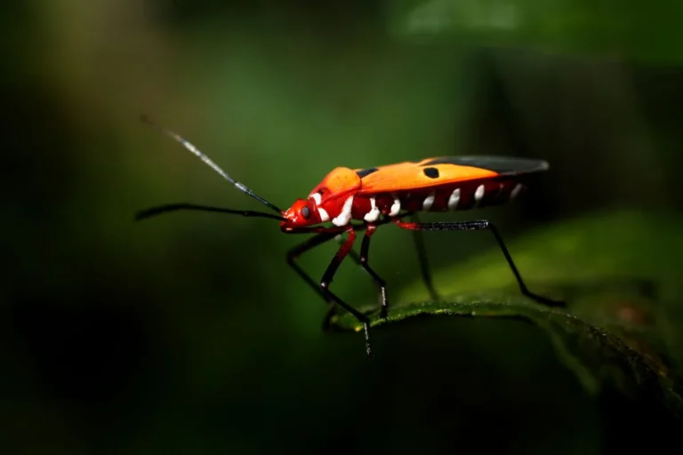 How to Prevent Squash Bugs