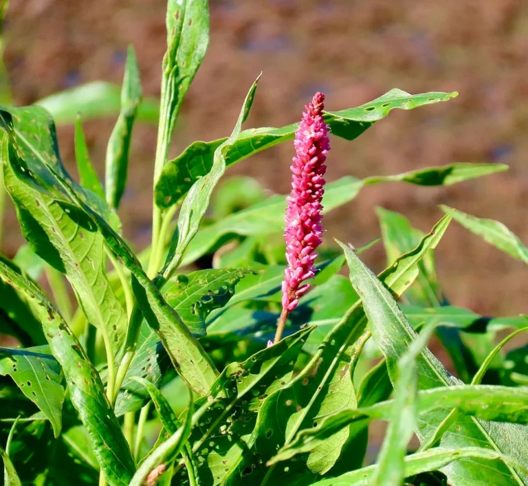 How to Prevent Weed Seeds from Spreading