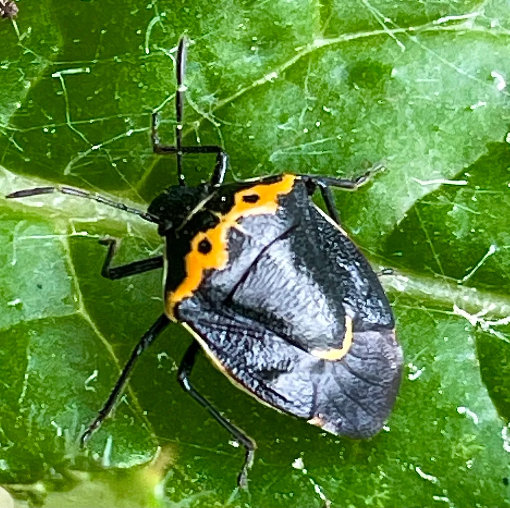 How to Prevent Whitefly Infestations