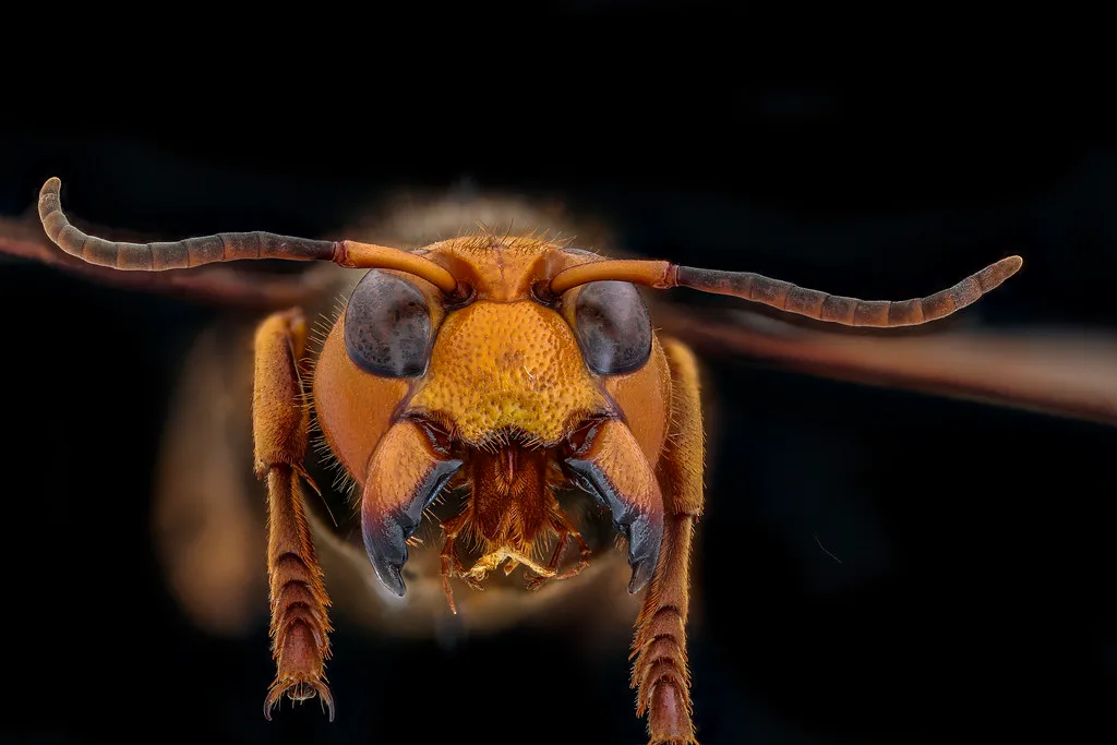 How to Protect Trees from Insects