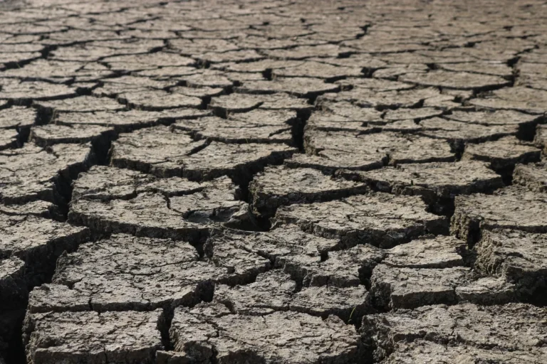 How to Protect Your Lawn from Heat