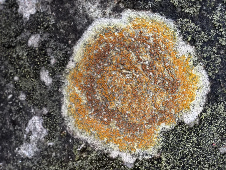 How to Remove Moss from a Lawn