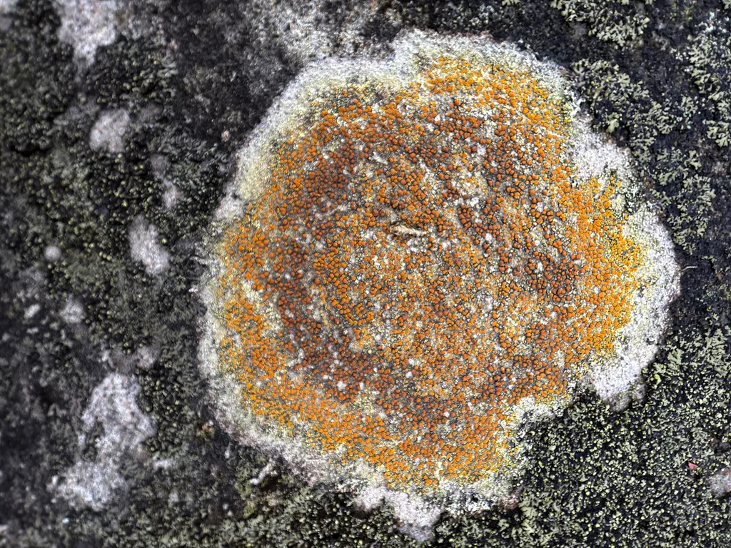 How to Remove Moss from a Lawn