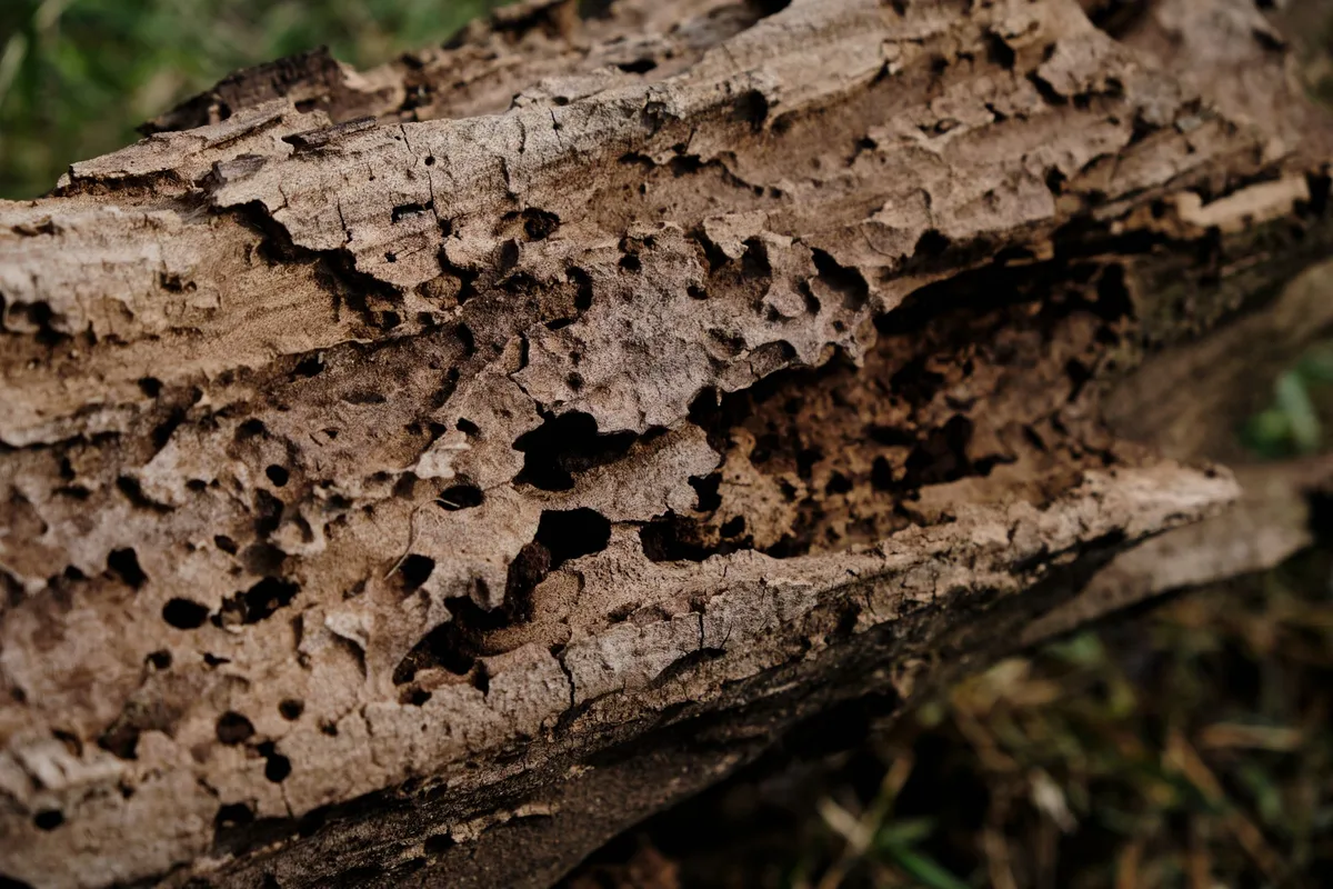 How to Save a Tree from Insect Damage