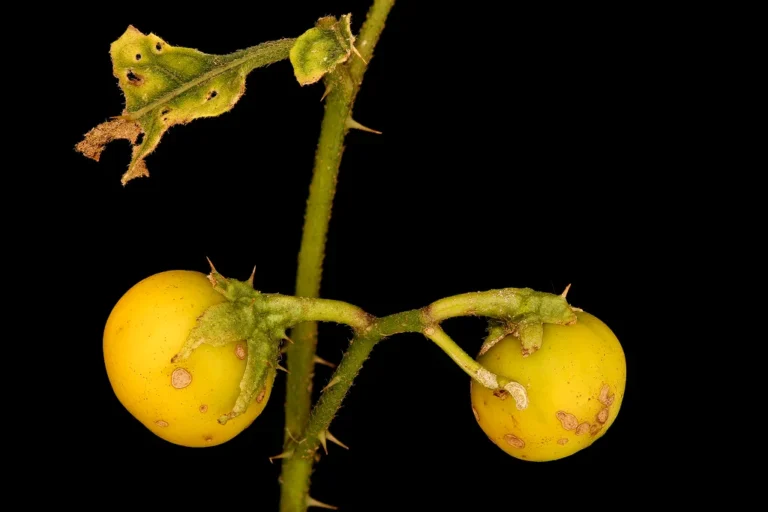 How to Stop Dandelions from Spreading