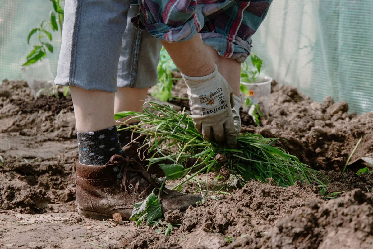 How to Stop Weeds Before They Grow