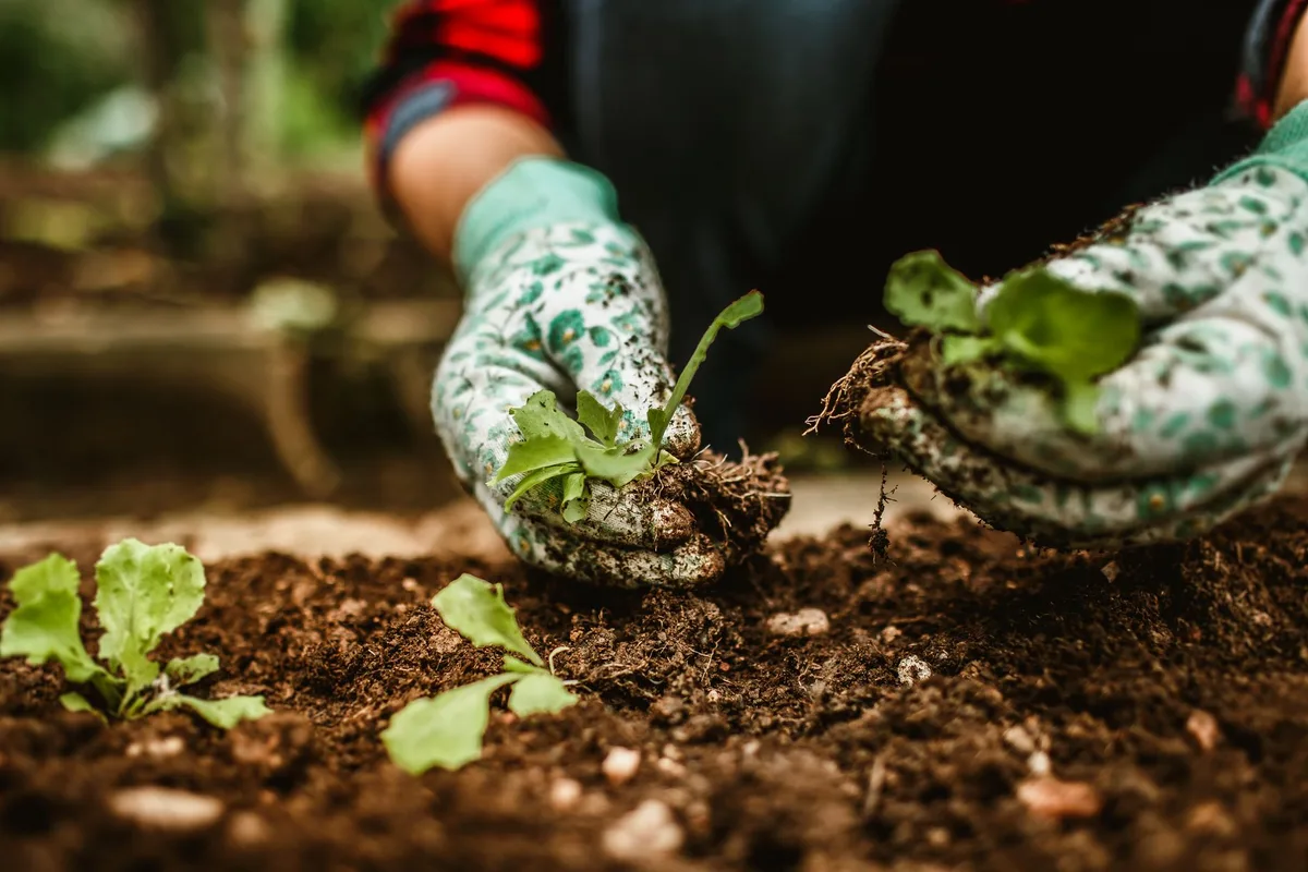 How to Stop Weeds from Growing in Mulch