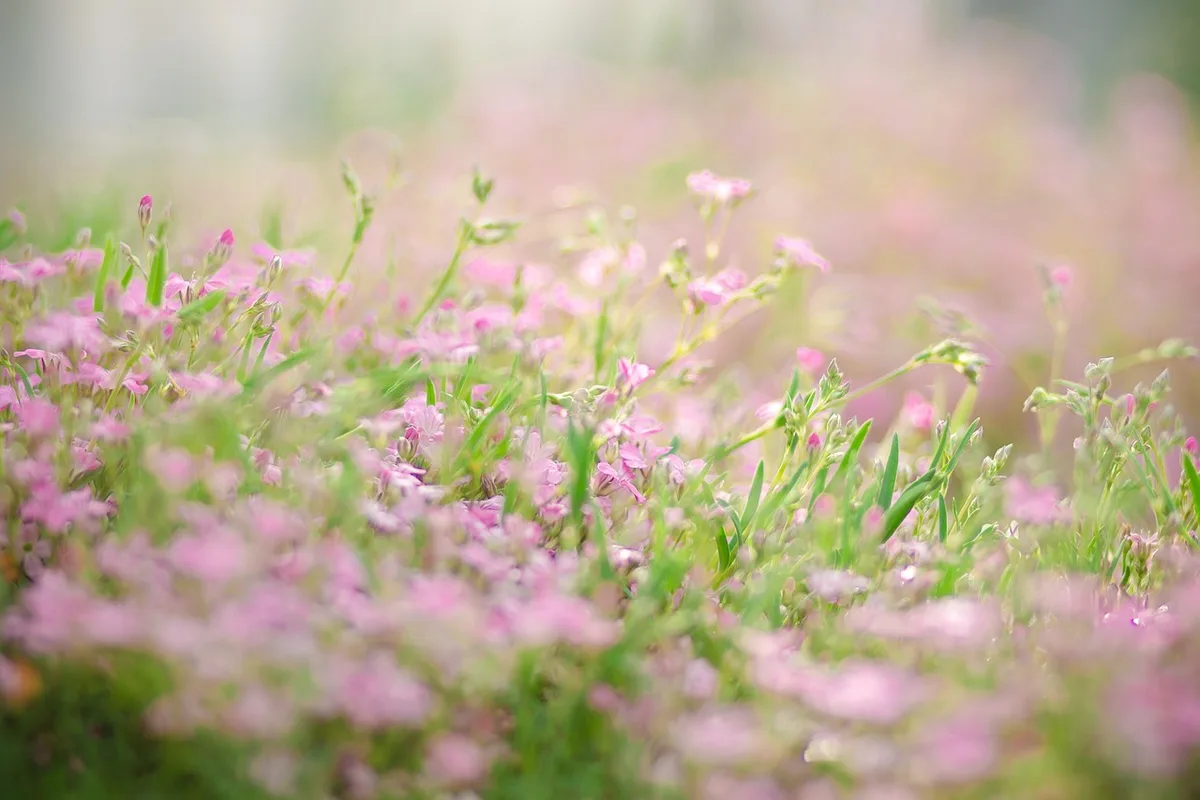 How to Stop Weeds in Flower Beds