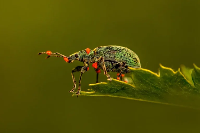 How to yard pests