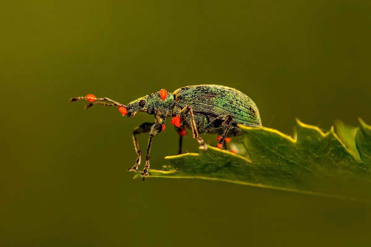 How to yard pests