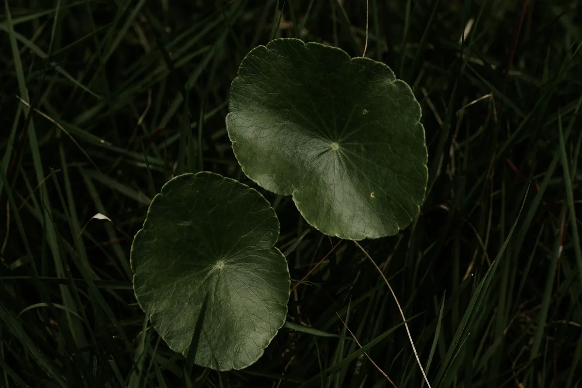 Hydrocotyle umbellata leaf identification